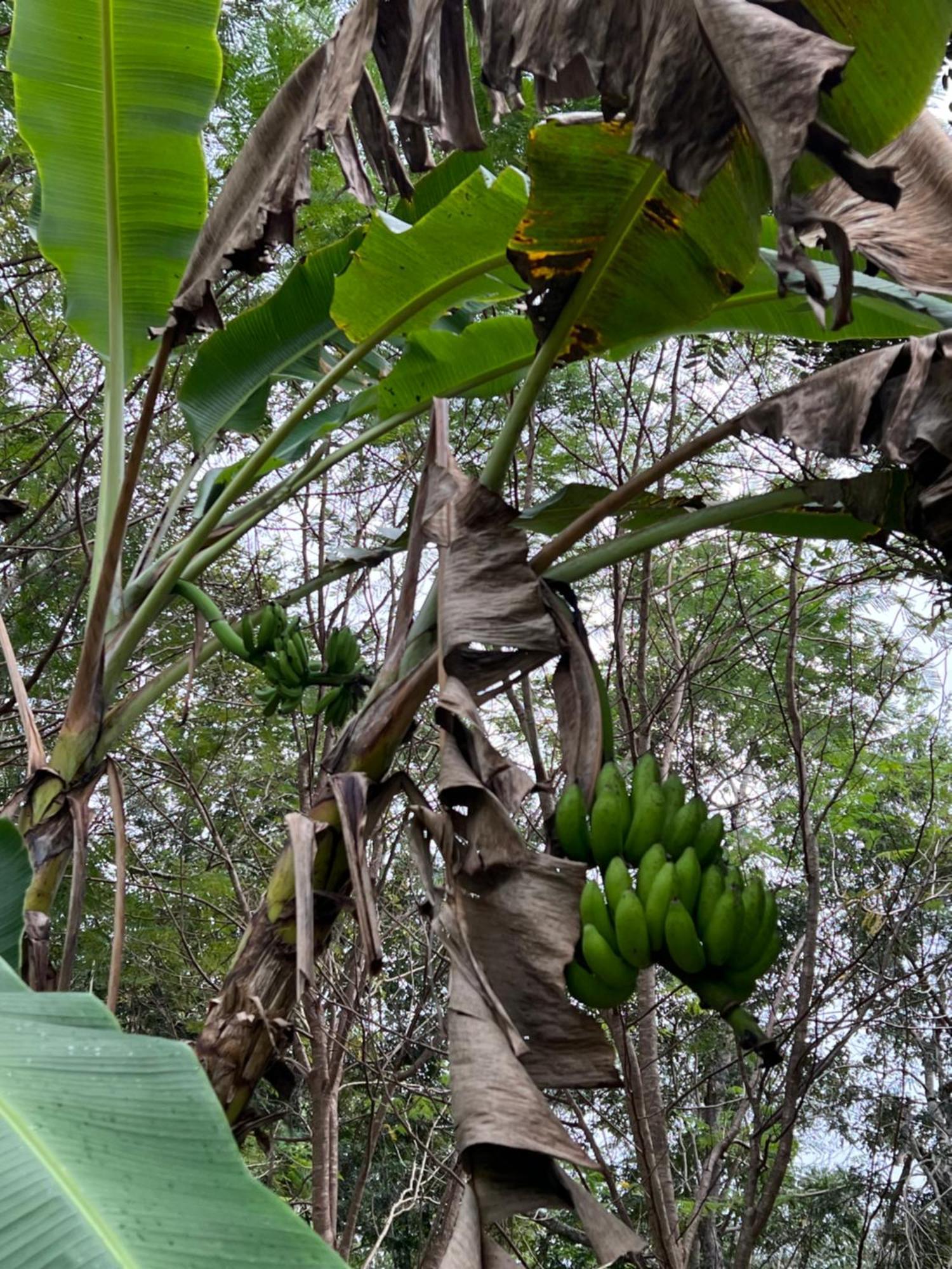 El Encanto - Hotel Boutique Chichén-Itzá エクステリア 写真
